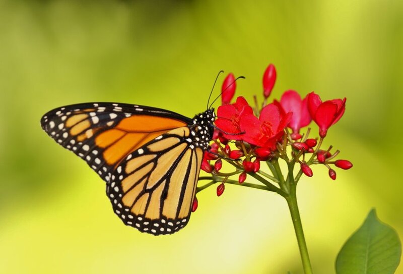 Monarch Butterfly on Flower — Orange, Calm, Afternoon, Photograph, Bud