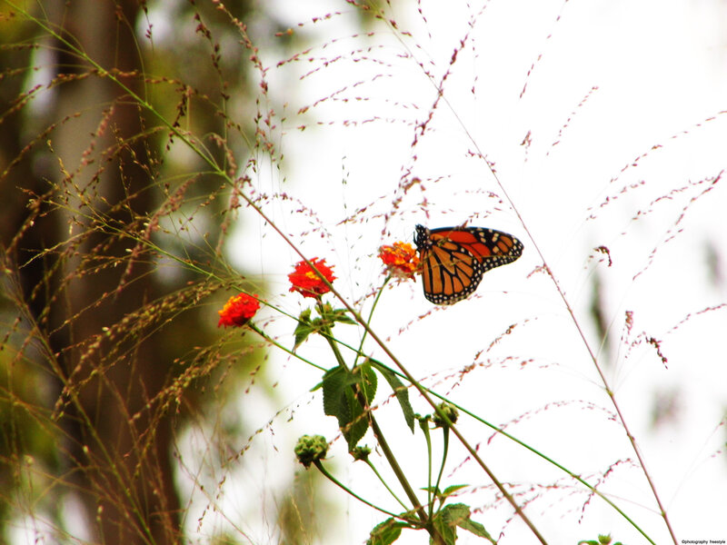 Monarch Butterfly on Flower — Orange, Calm, Afternoon, Photograph, Grass
