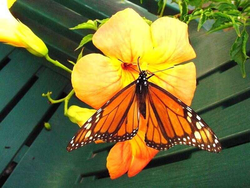 Monarch Butterfly on Flower — Orange, Calm, Afternoon, Photograph, Green Bench