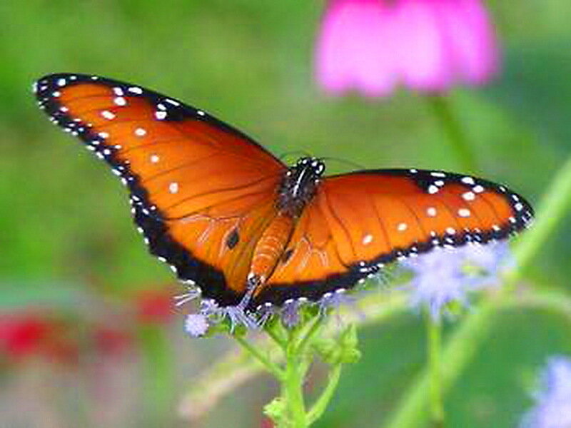 Monarch Butterfly on Flower — Orange, Calm, Afternoon, Photograph, Greenery