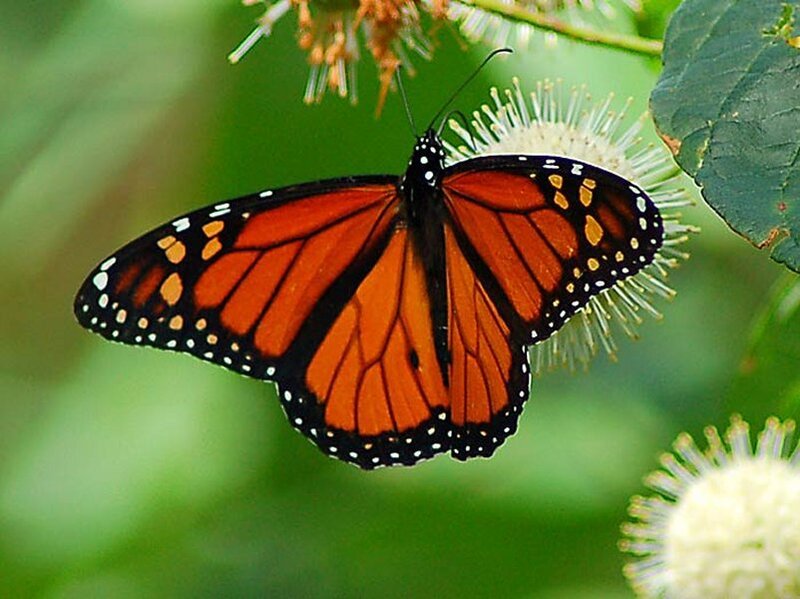 Monarch Butterfly on Flower — Orange, Calm, Afternoon, Photograph, Leaf, Greenery