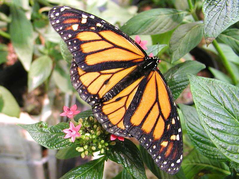 Monarch Butterfly on Flower — Orange, Calm, Afternoon, Photograph, Leaf, Plant