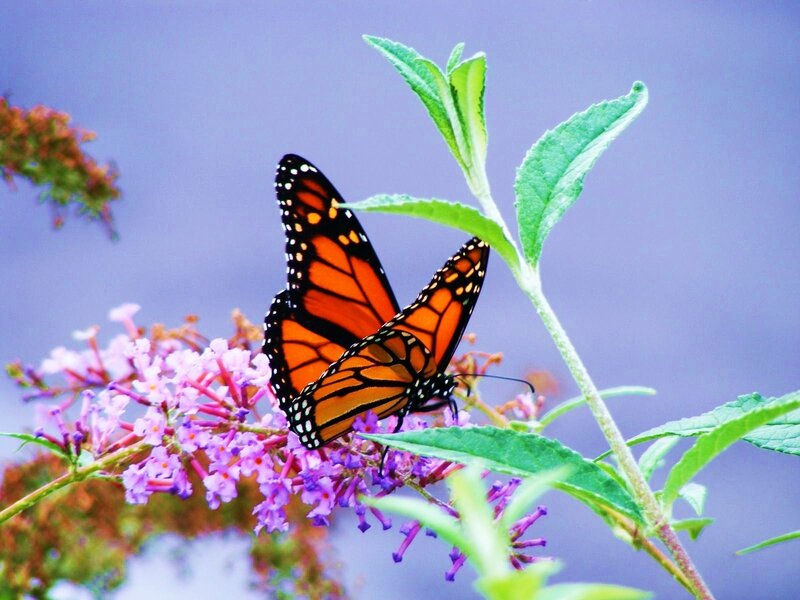 Monarch Butterfly on Flower — Orange, Calm, Afternoon, Photograph, Leaf, Purple