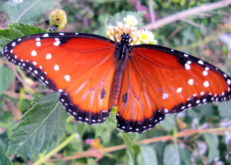 Monarch Butterfly on Flower — Orange, Calm, Afternoon, Photograph, Leaf
