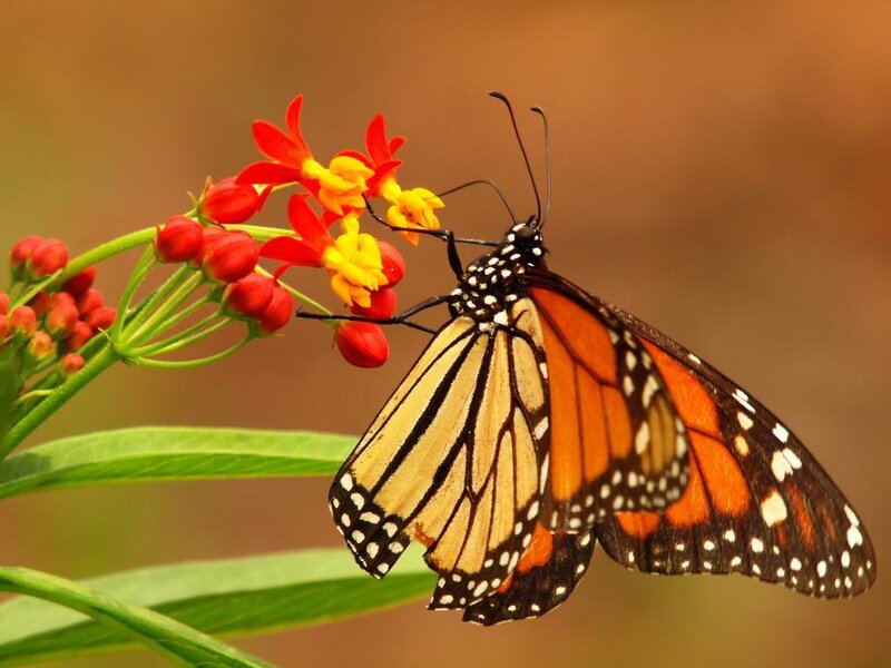 Monarch Butterfly on Flower — Orange, Calm, Afternoon, Photograph, Plant, Black, Yellow