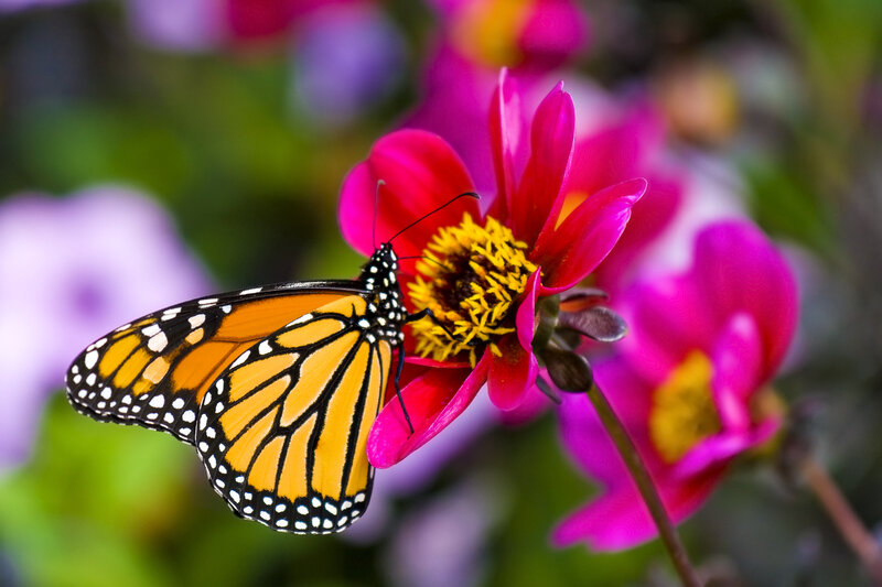 Monarch Butterfly on Flower — Orange, Calm, Afternoon, Photograph, Pollen