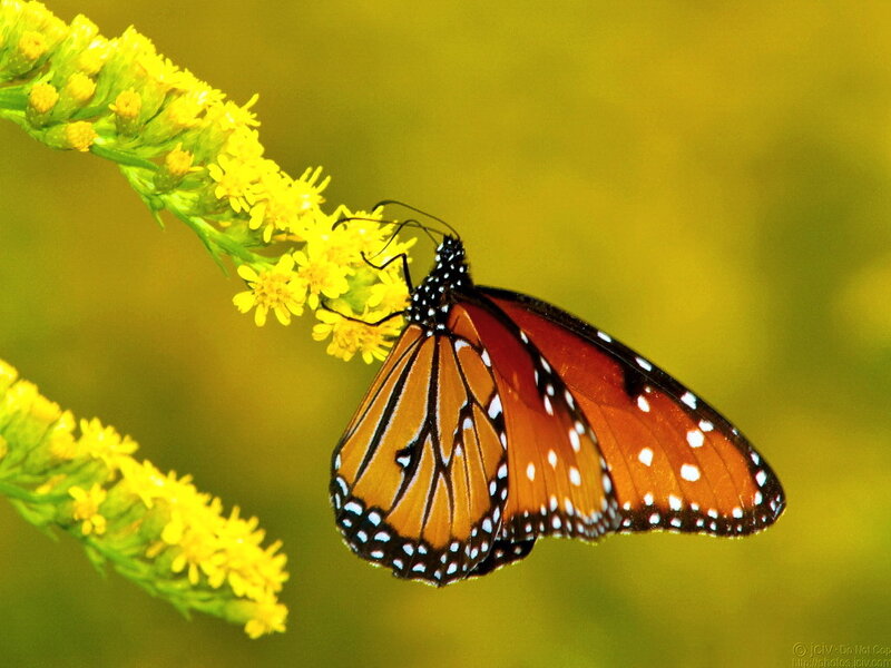 Monarch Butterfly on Flower — Orange, Calm, Afternoon, Photograph, Stem