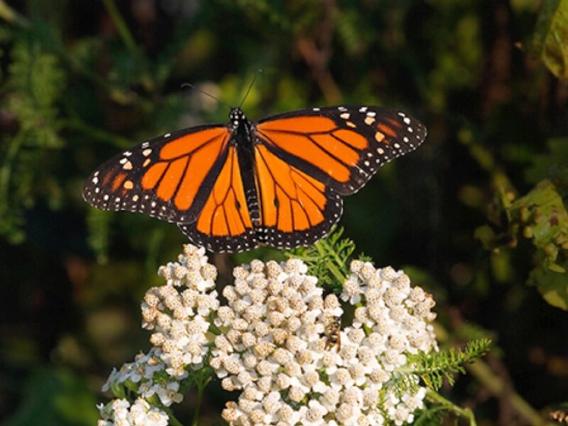Monarch Butterfly on Flower — Orange, Calm, Afternoon, Photograph