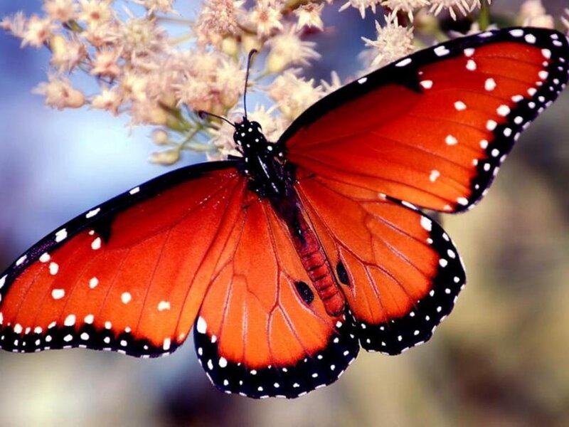 Monarch Butterfly on Flower — Orange, Calm, Afternoon, Photograph, Wing