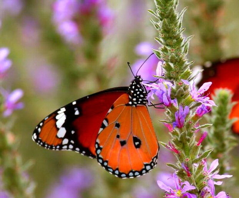 Monarch Butterfly on Flower — Orange, Calm, Afternoon
