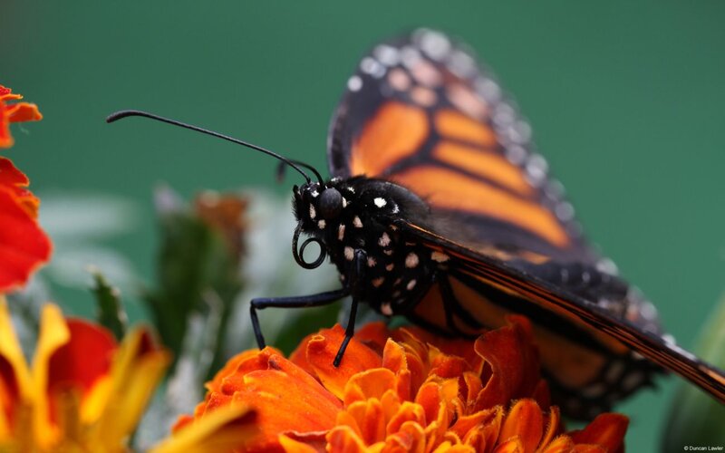 Monarch Butterfly on Flower — Orange, Calm, Photograph, Antennae