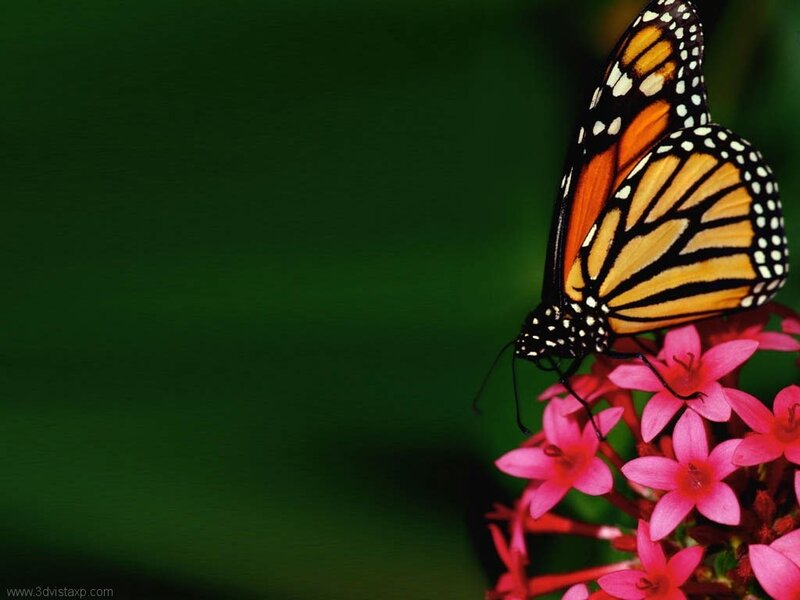 Monarch Butterfly on Flower — Orange, Calm, Photograph, Green Background, Black