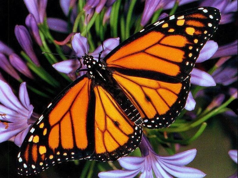 Monarch Butterfly on Flower — Orange, Calm, Photograph, Green Stems