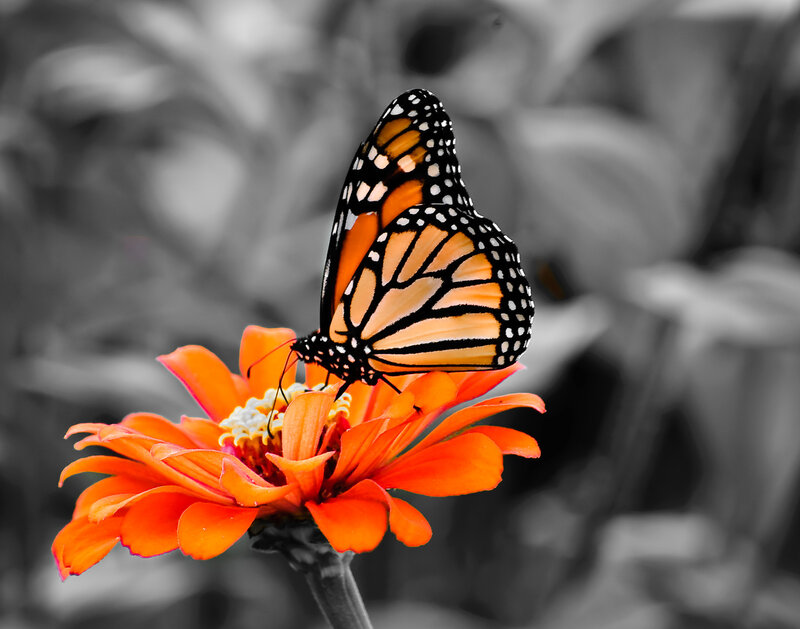 Monarch Butterfly on Flower — Orange, Calm, Photograph, Petals