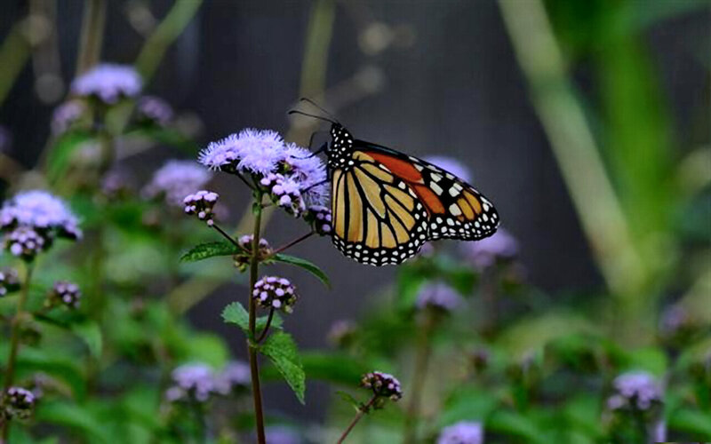 Monarch Butterfly on Flower — Orange, Calm, Photograph, Plant