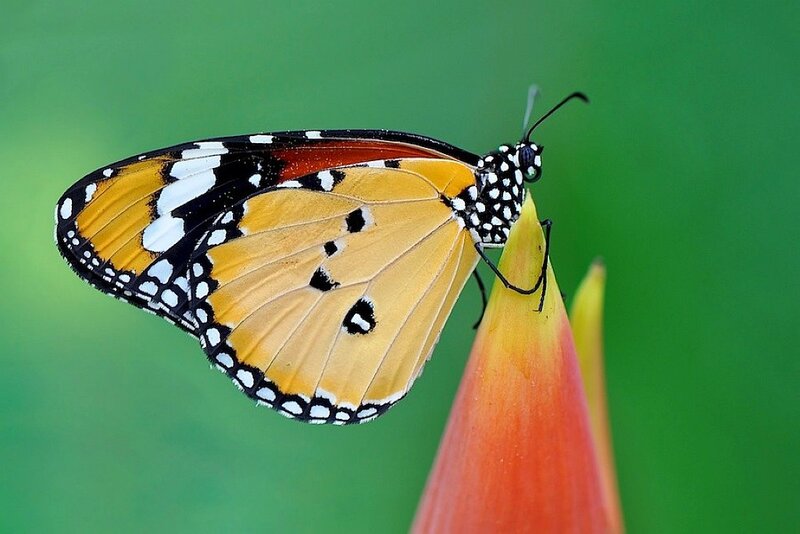 Monarch Butterfly on Flower — Orange, Calm, Photograph