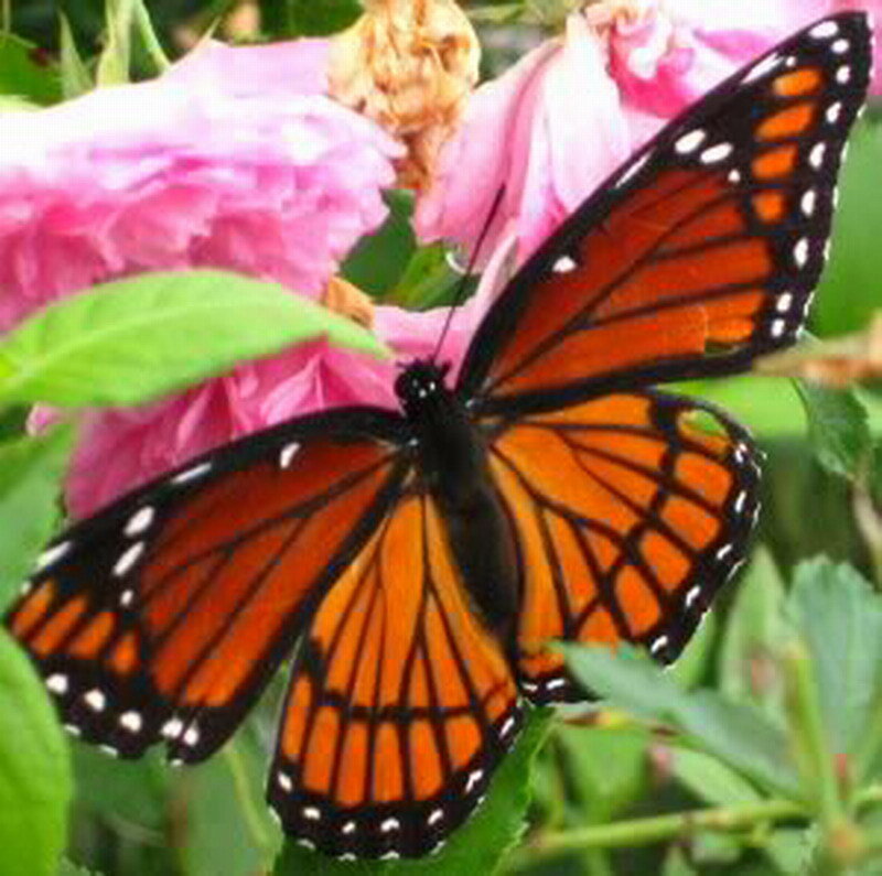 Monarch Butterfly on Flower — Orange, Calm, Spring