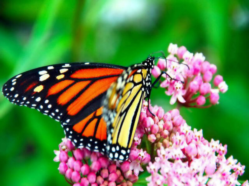 Monarch Butterfly on Flower — Orange, Calm, Summer, Photograph, Greenery