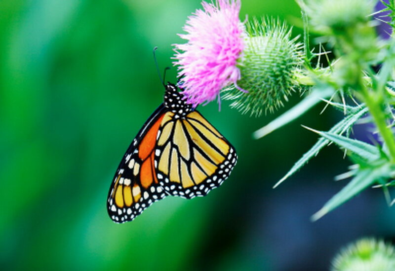 Monarch Butterfly on Flower — Orange, Calm, Summer, Photograph, Plant, Greenery