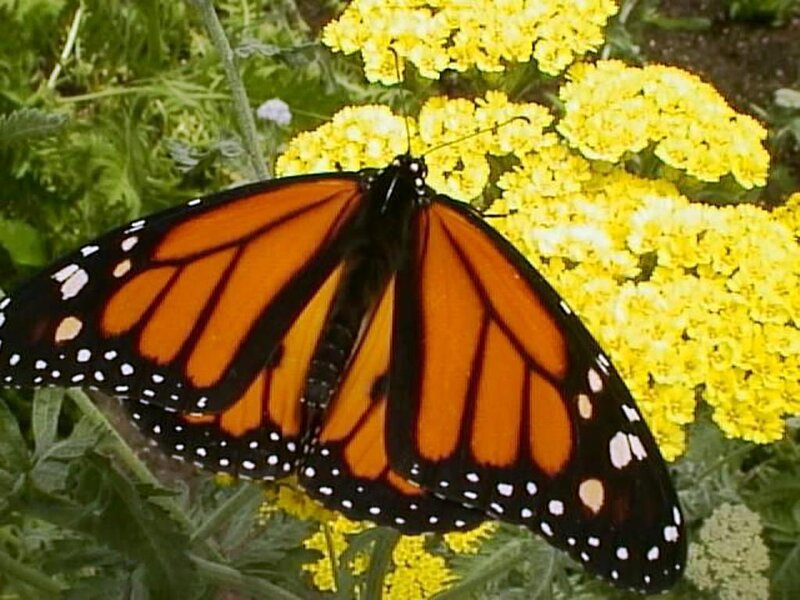Monarch Butterfly on Flower — Orange, Calm, Summer