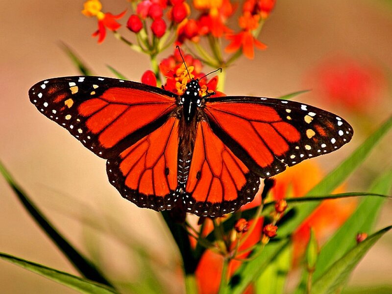 Monarch Butterfly on Flower — Orange, Calm