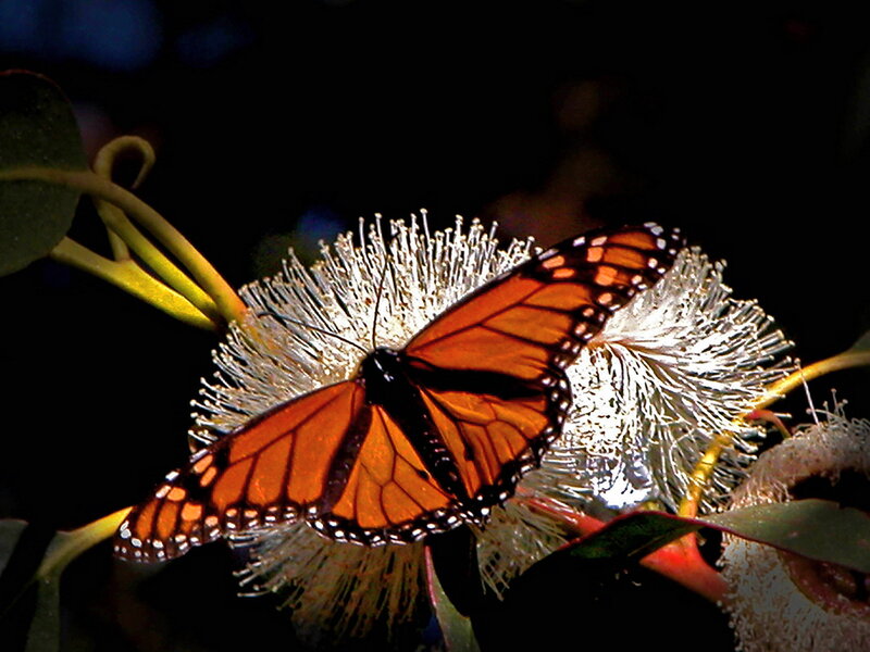 Monarch Butterfly on Flower — Orange, Dramatic, Night, Photograph, Leaf