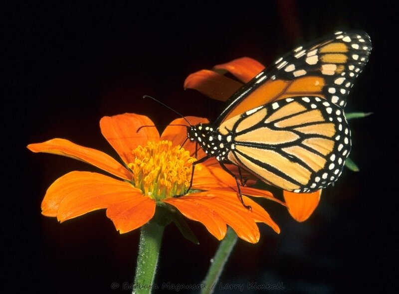 Monarch Butterfly on Flower — Orange, Dramatic, Night, Photograph