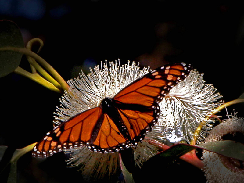 Monarch Butterfly on Flower — Orange, Dramatic, Night