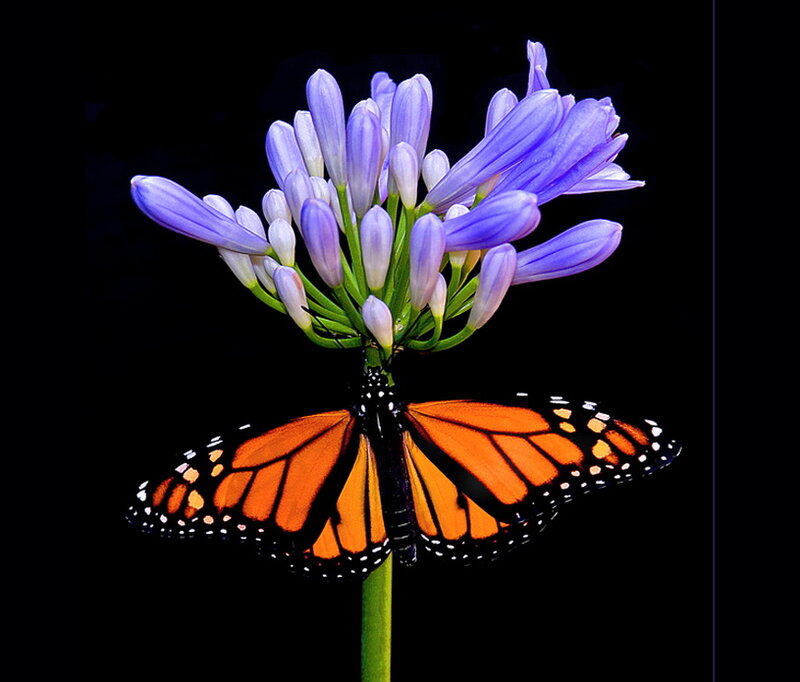 Monarch Butterfly on Flower — Orange, Dramatic, Photograph