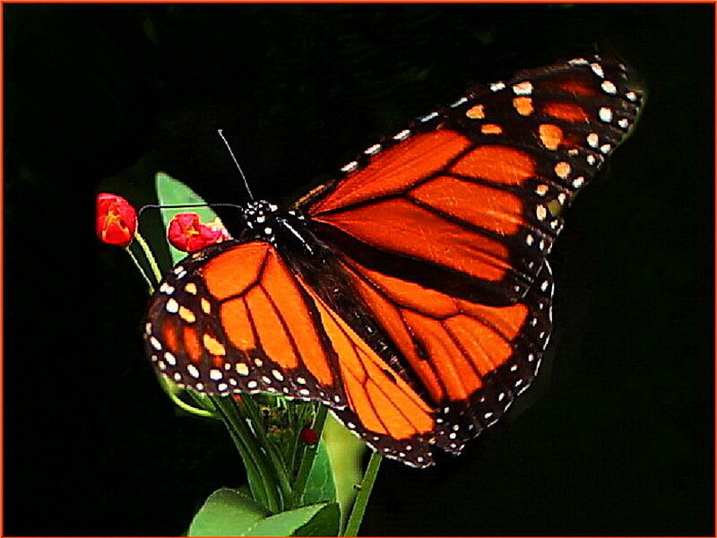 Monarch Butterfly on Flower — Orange, Dramatic