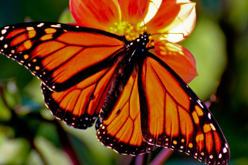 Monarch Butterfly on Flower — Orange, Natural, Afternoon, Photograph, Greenery