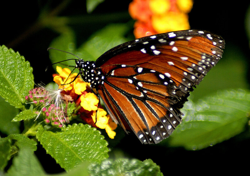 Monarch Butterfly on Flower — Orange, Natural, Afternoon, Photograph, Leaf, Plant