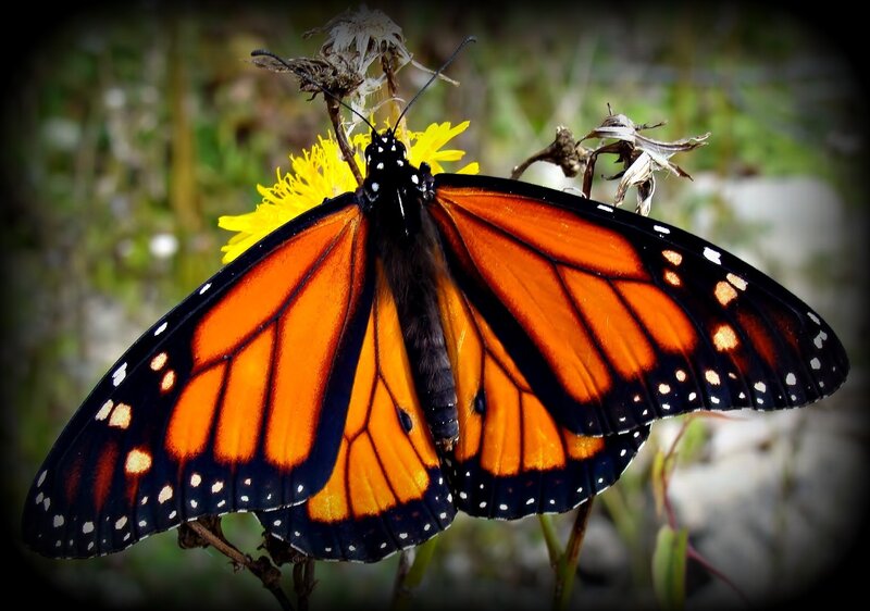 Monarch Butterfly on Flower — Orange, Natural, Afternoon, Photograph