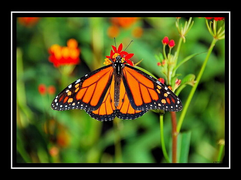 Monarch Butterfly on Flower — Orange, Natural, Afternoon