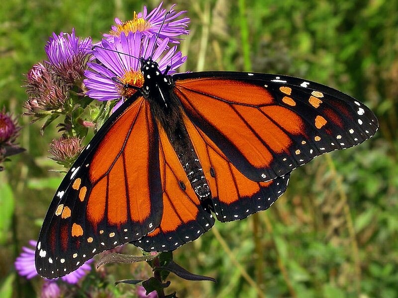 Monarch Butterfly on Flower — Orange, Natural, Summer