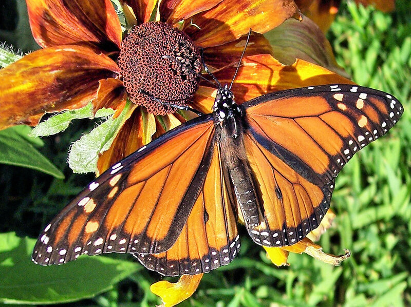 Monarch Butterfly on Flower — Orange, Natural