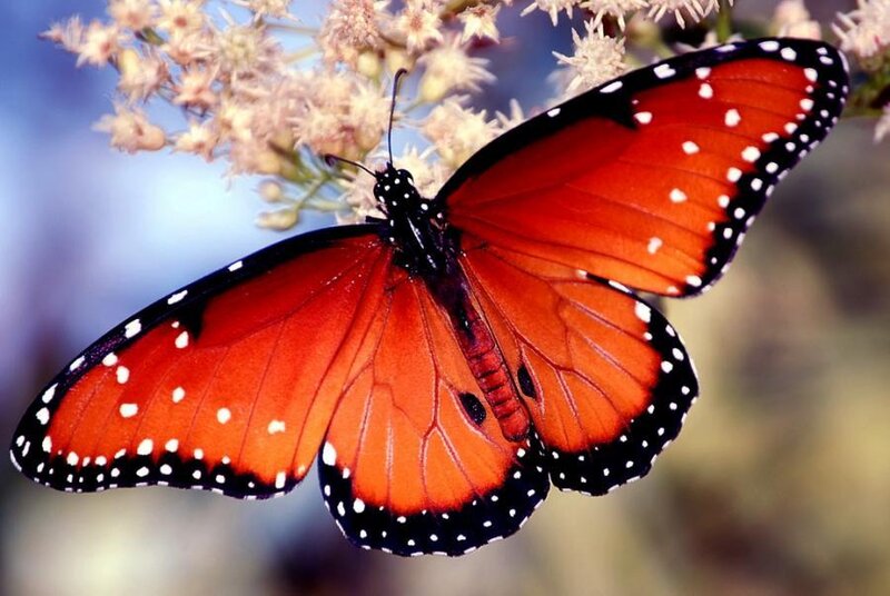Monarch Butterfly on Flower — Orange, Plant
