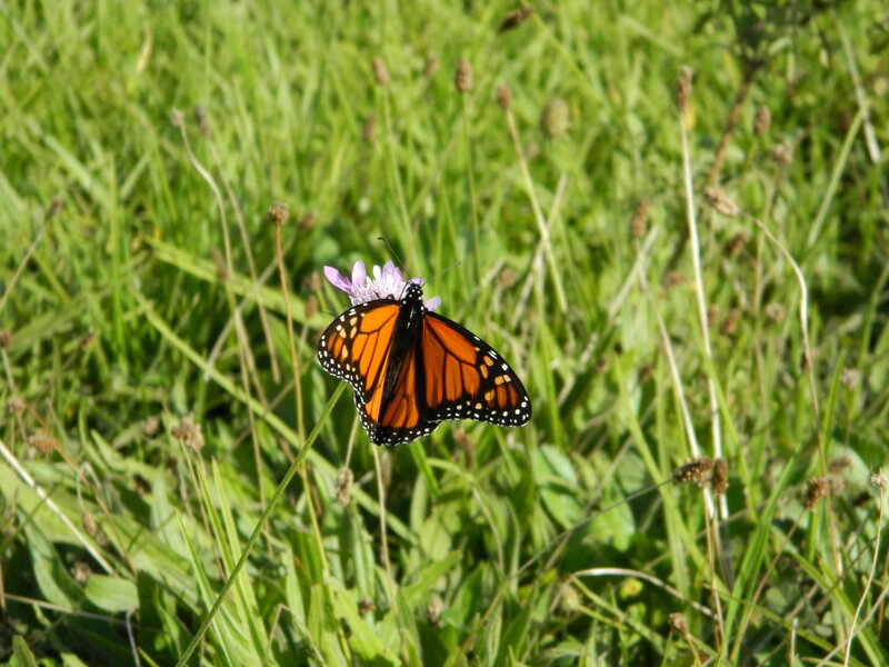 Monarch Butterfly on Flower — Orange, Serene, Afternoon, Photograph, Grass
