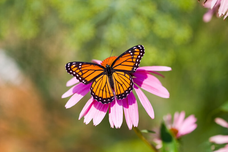 Monarch Butterfly on Flower — Orange, Serene, Afternoon, Photograph, Greenery, Sunlight
