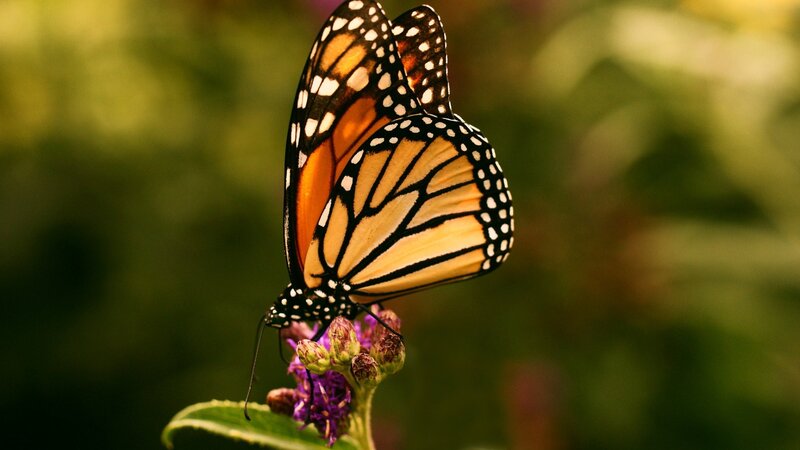 Monarch Butterfly on Flower — Orange, Serene, Afternoon, Photograph, Leaf, Greenery