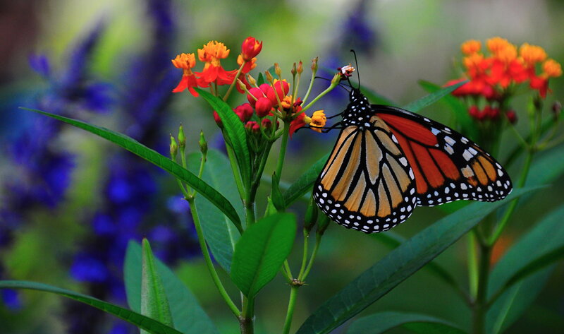Monarch Butterfly on Flower — Orange, Serene, Afternoon, Photograph, Leaf