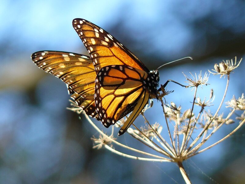 Monarch Butterfly on Flower — Orange, Serene, Afternoon, Photograph, Sky