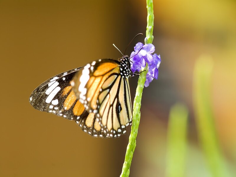 Monarch Butterfly on Flower — Orange, Serene, Afternoon, Photograph, Stem, Black