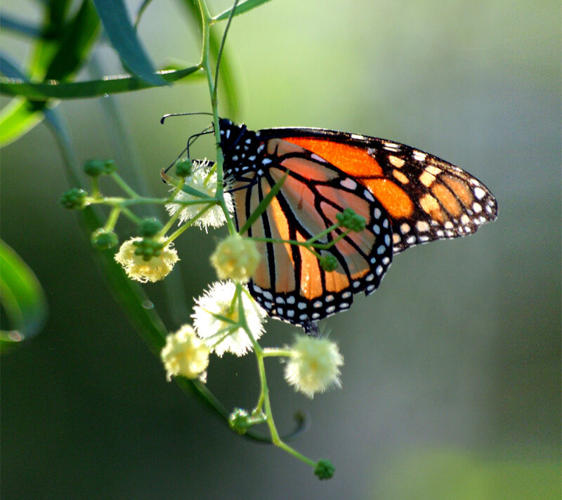Monarch Butterfly on Flower — Orange, Serene, Afternoon, Photograph