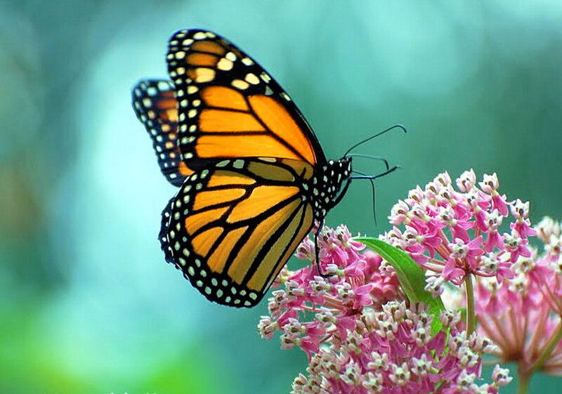 Monarch Butterfly on Flower — Orange, Serene, Daytime