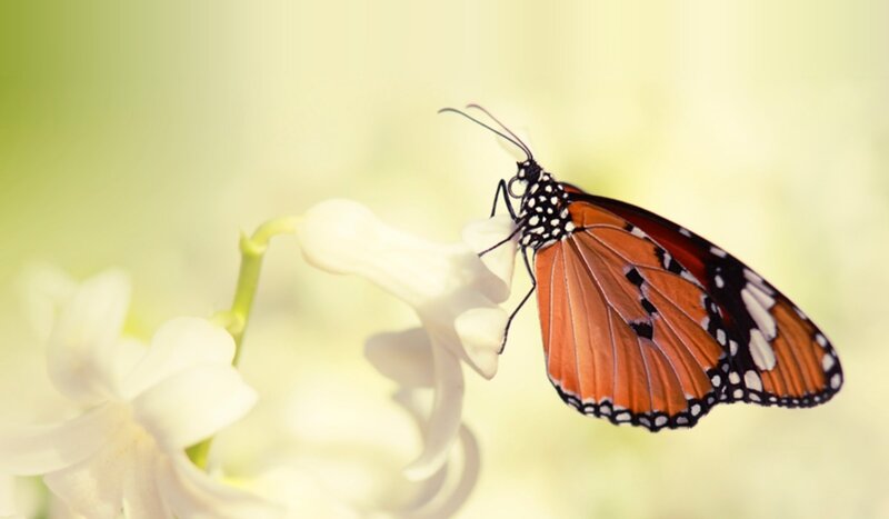 Monarch Butterfly on Flower — Orange, Serene, Morning, Photograph, Stem