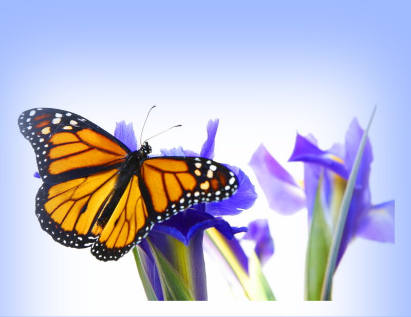 Monarch Butterfly on Flower — Orange, Serene, Morning
