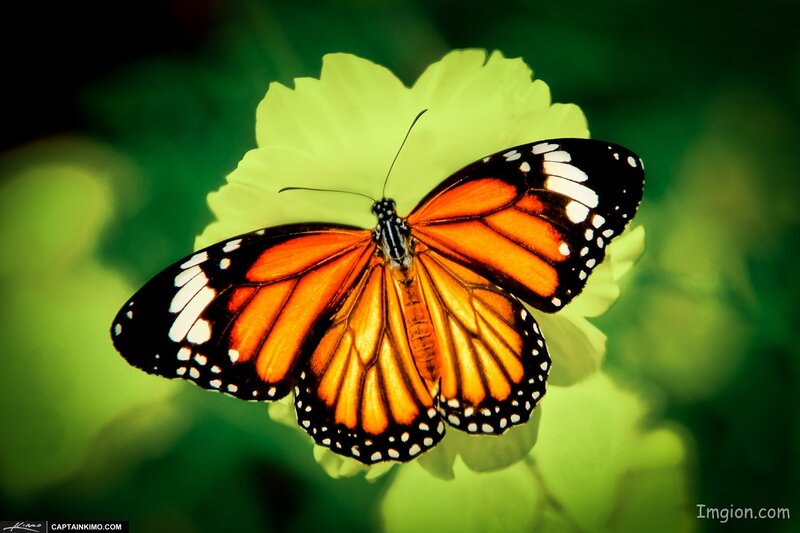 Monarch Butterfly on Flower — Orange, Serene, Photograph, Green Background