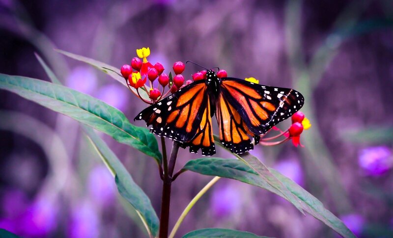 Monarch Butterfly on Flower — Orange, Serene, Photograph, Leaf, Plant