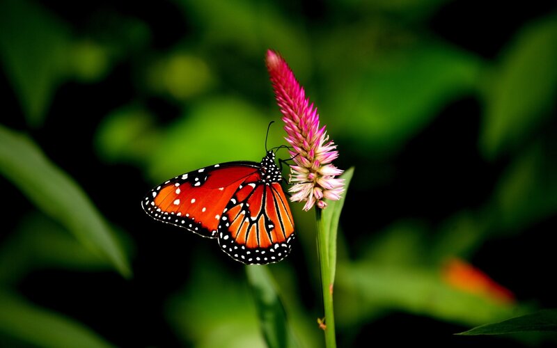 Monarch Butterfly on Flower — Orange, Serene, Photograph, Leaf